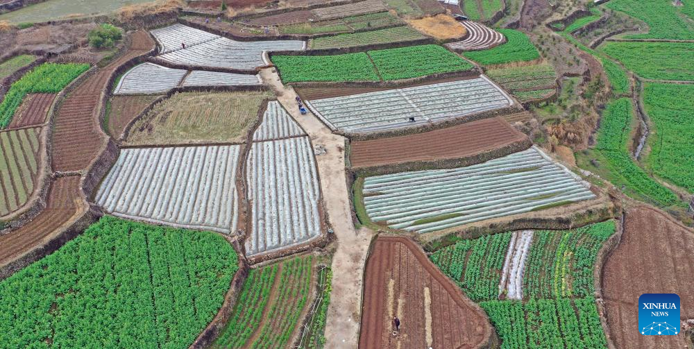Farmers across China busy with agricultural production as Yushui approaches