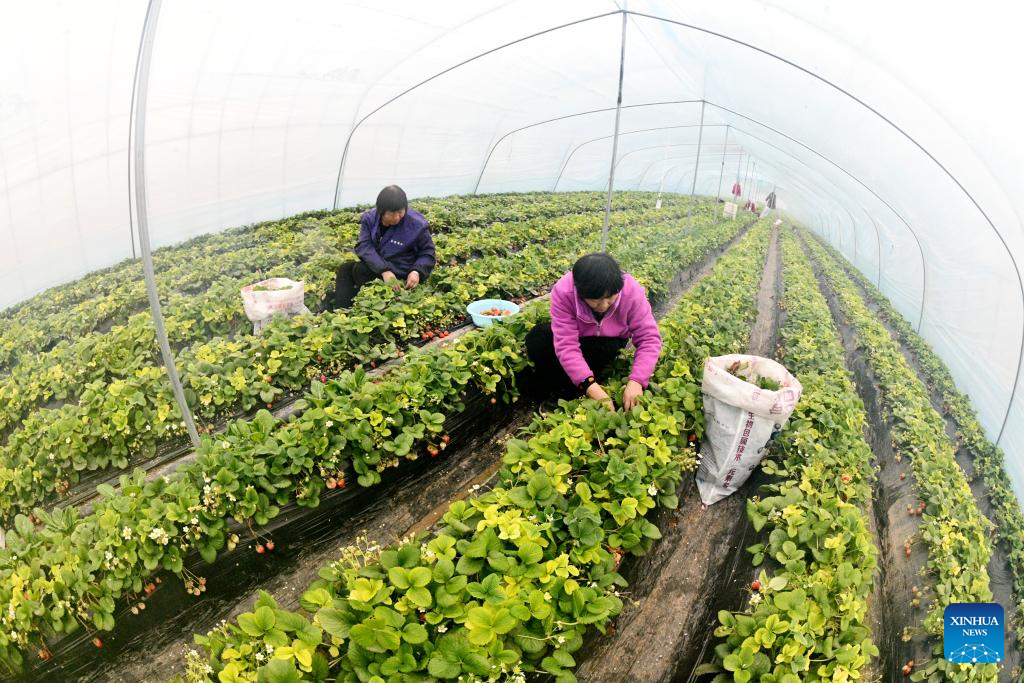 Farmers across China busy with agricultural production on day of Rain Water
