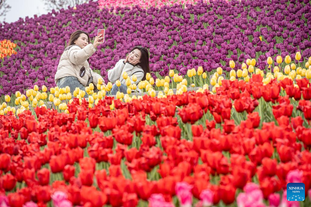 Tulips in blooming at scenic area in Chongqing