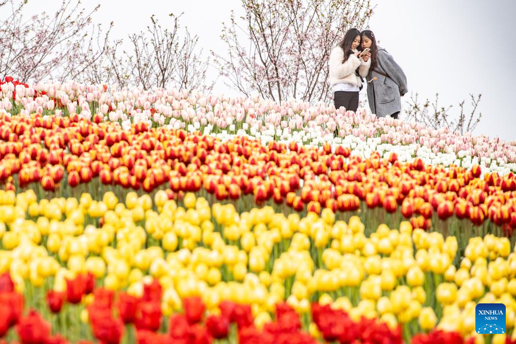 Tulips in blooming at scenic area in Chongqing