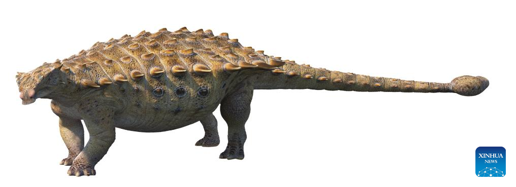 Fossils of new armored dinosaur species found in east China