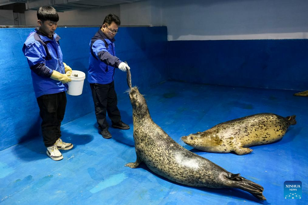 NE China's breeding base dedicated to increasing population of spotted seals