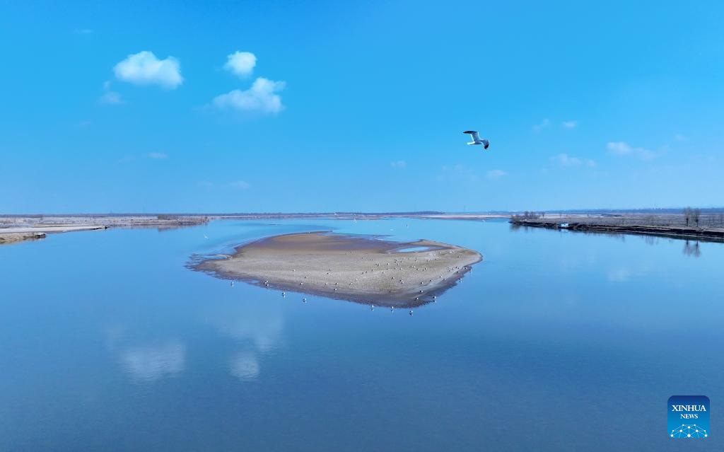 In pics: migratory birds flying over Yellow River in Ningxia