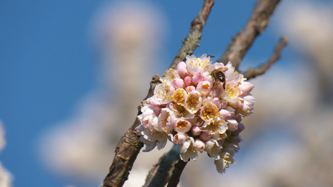 Cherry blossoms bloom in Yunnan