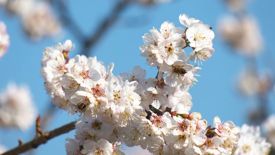 Cherry blossoms bloom in Yunnan