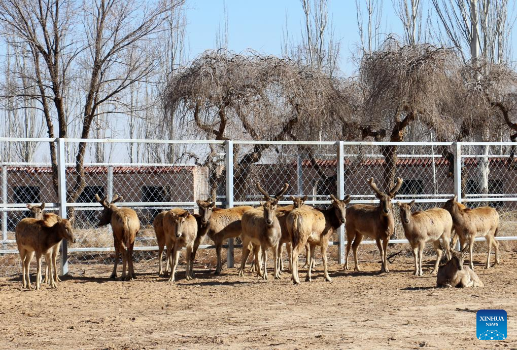 20 milu deer settle in north China lake wetland