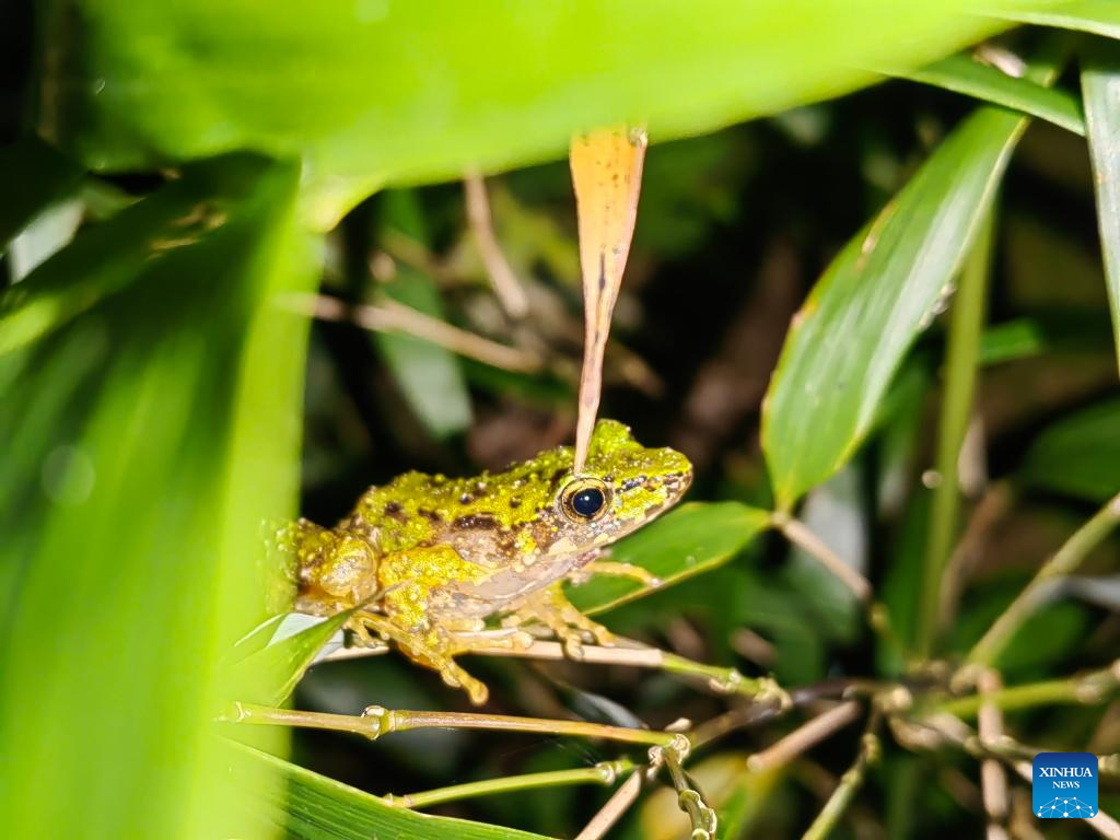 New frog species found in SW China