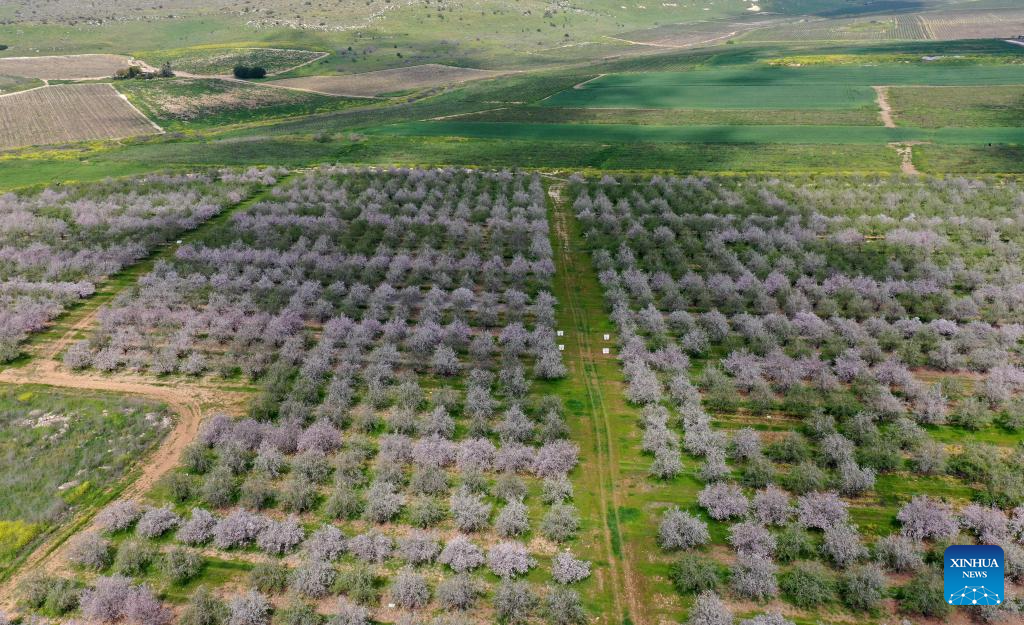 View of almond orchard in Israel
