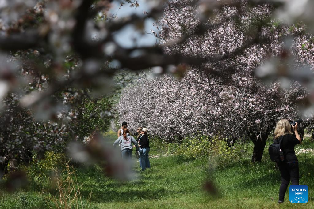 View of almond orchard in Israel