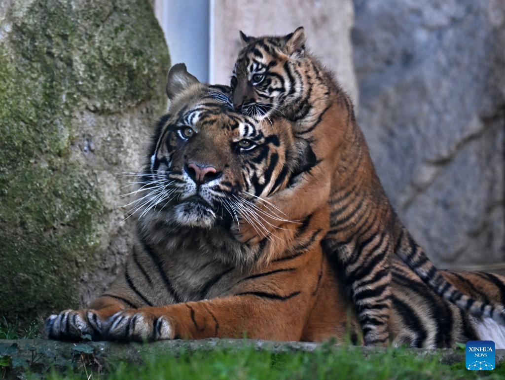 Three months old female tiger cub makes public debut in Rome