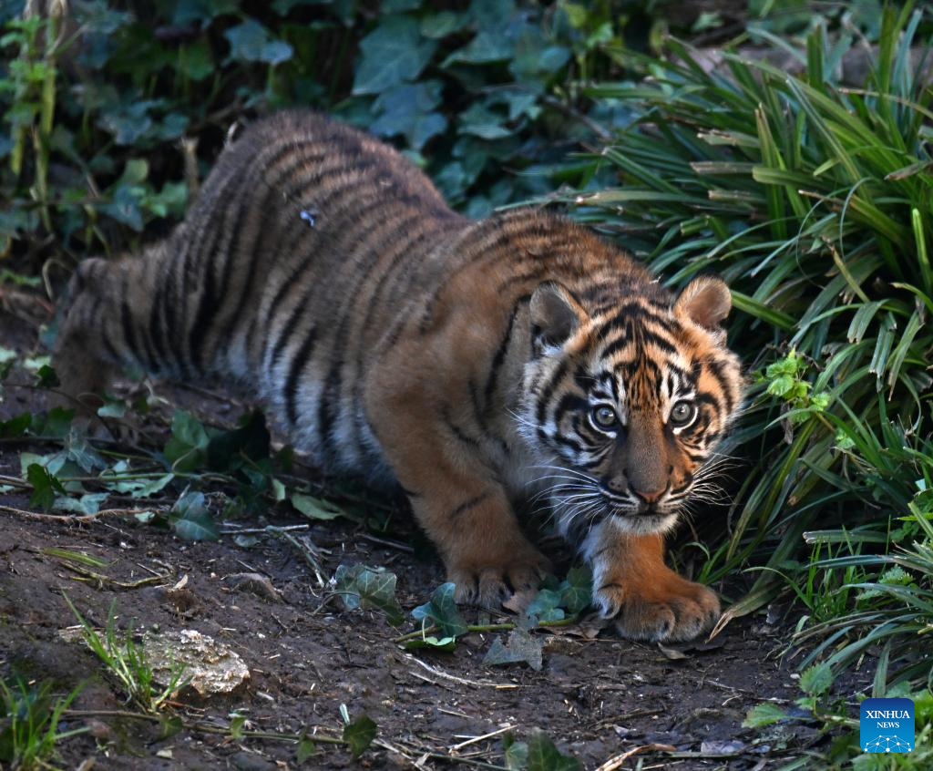 Three months old female tiger cub makes public debut in Rome
