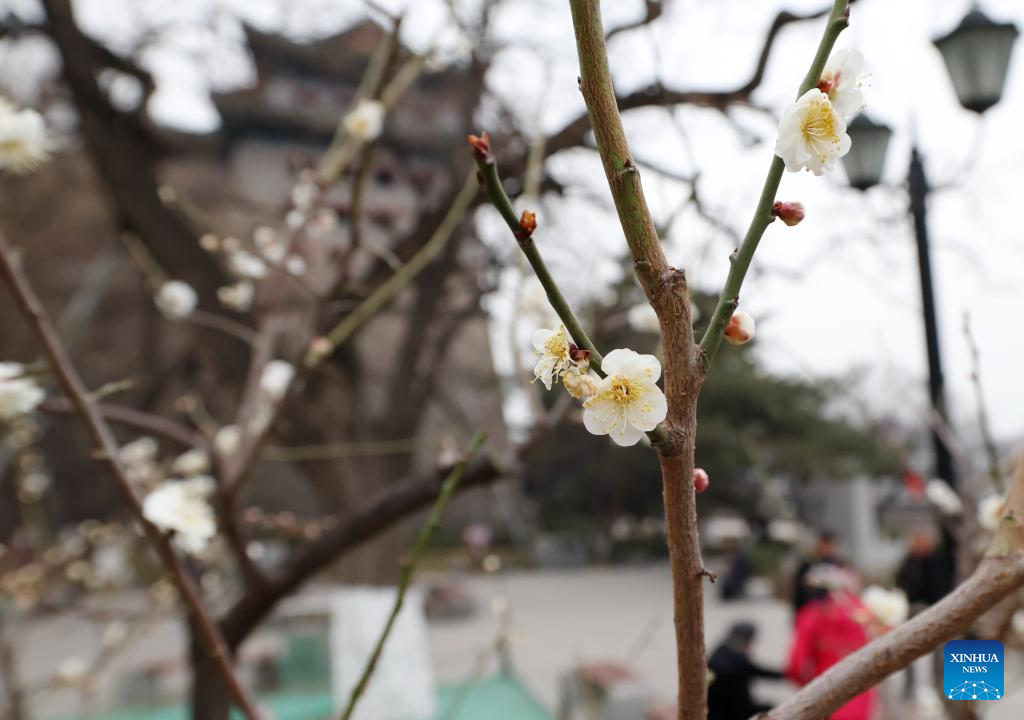 Visitors enjoy plum blossom in Beijing