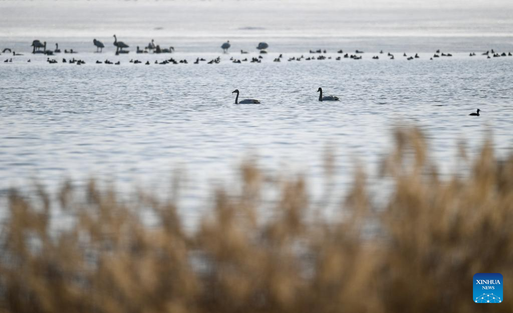 Migratory birds seen in Hailiu reservoir in N China's Inner Mongolia