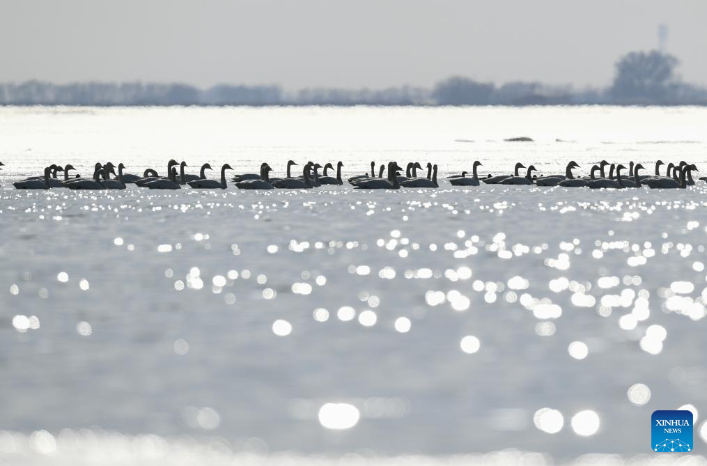 Migratory birds seen in Hailiu reservoir in N China's Inner Mongolia