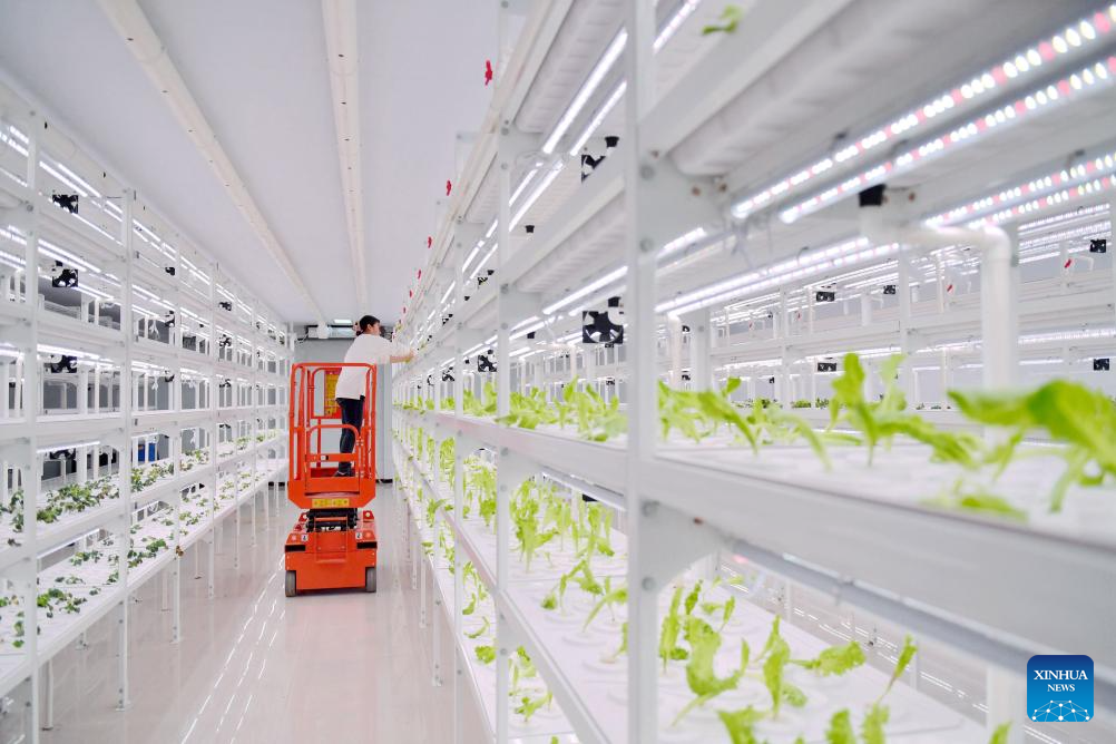 Guantao County in China's Hebei applies smart technologies to agricultural production