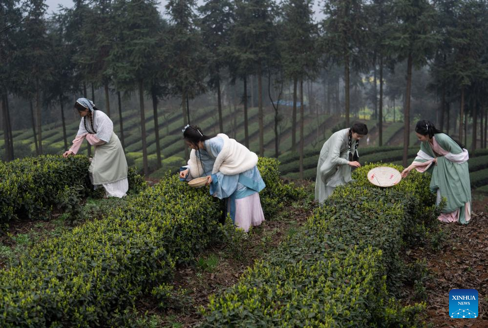 Tea brings fortune to residents in Naxi District, SW China's Sichuan