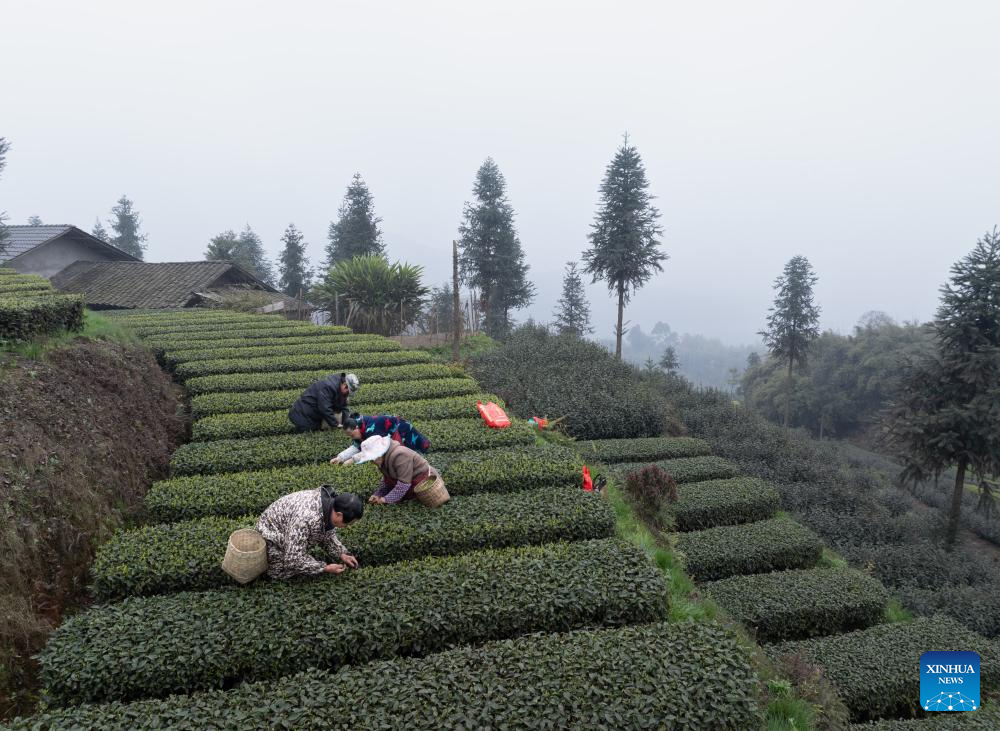 Tea brings fortune to residents in Naxi District, SW China's Sichuan