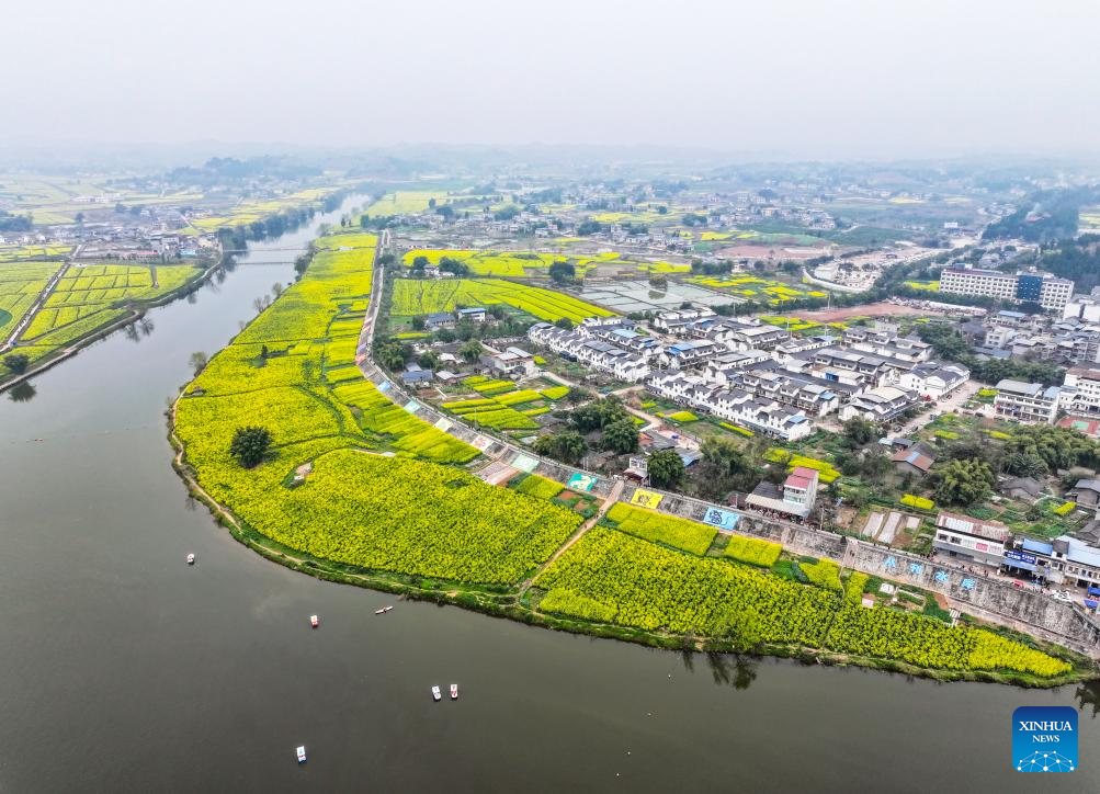 View of oilseed rape fields in Chongqing, SW China