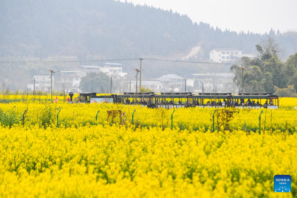 View of oilseed rape fields in Chongqing, SW China