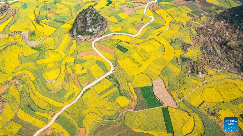 Scenery of cole flower fields in Liupanshui, China's Guizhou