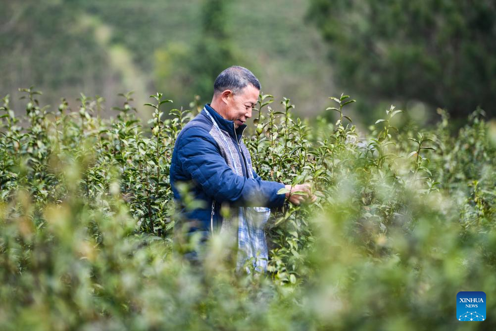 Tea farmers embrace spring harvest season in Fengjie County, SW China's Chongqing