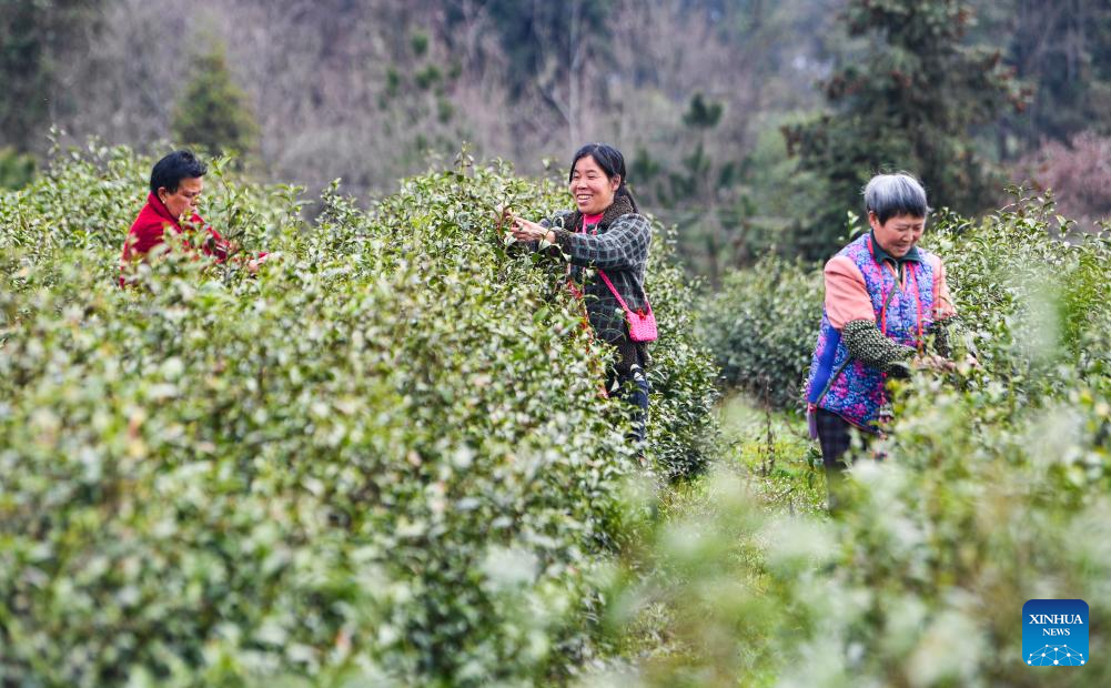 Tea farmers embrace spring harvest season in Fengjie County, SW China's Chongqing