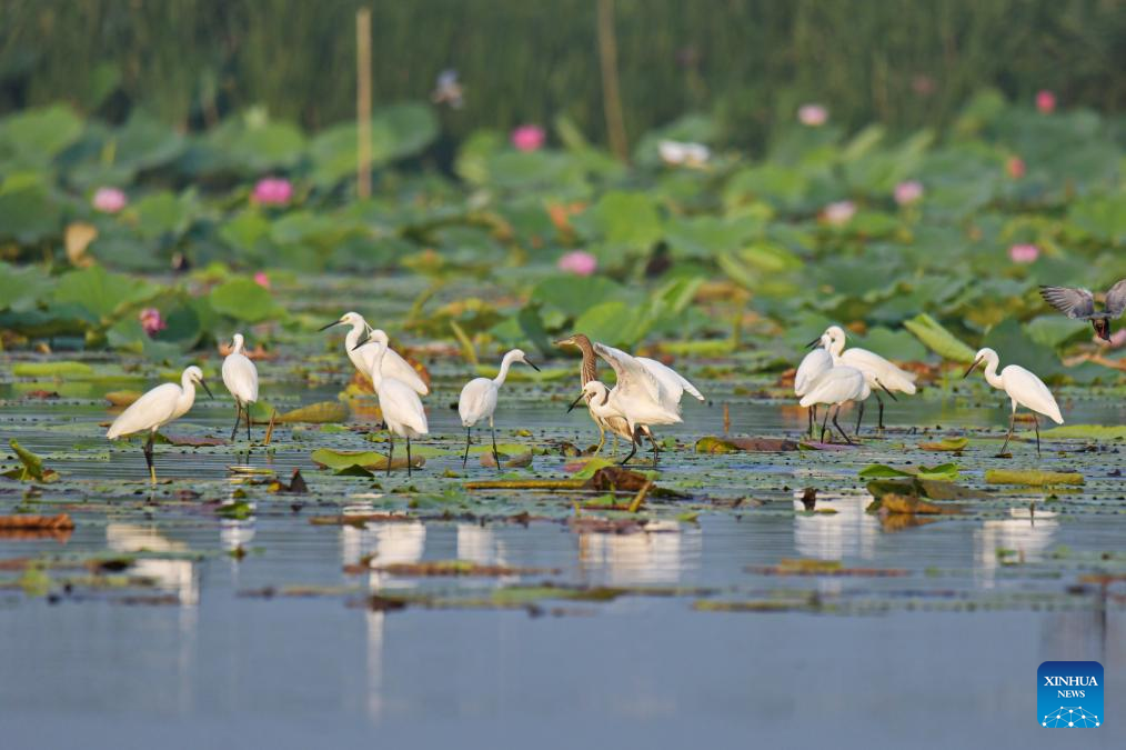 Feature: A villager's devotion to bird conservation at north China wetland
