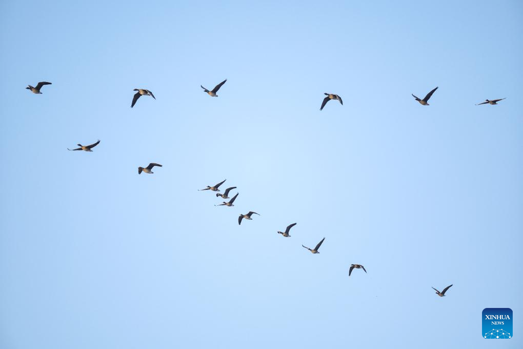 Migratory birds seen at Wolong Lake wetland in Kangping County, China's Liaoning