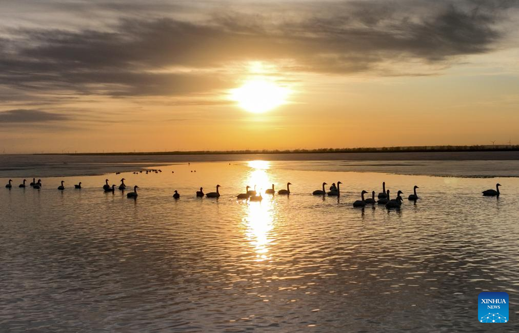 Migratory birds seen at Wolong Lake wetland in Kangping County, China's Liaoning