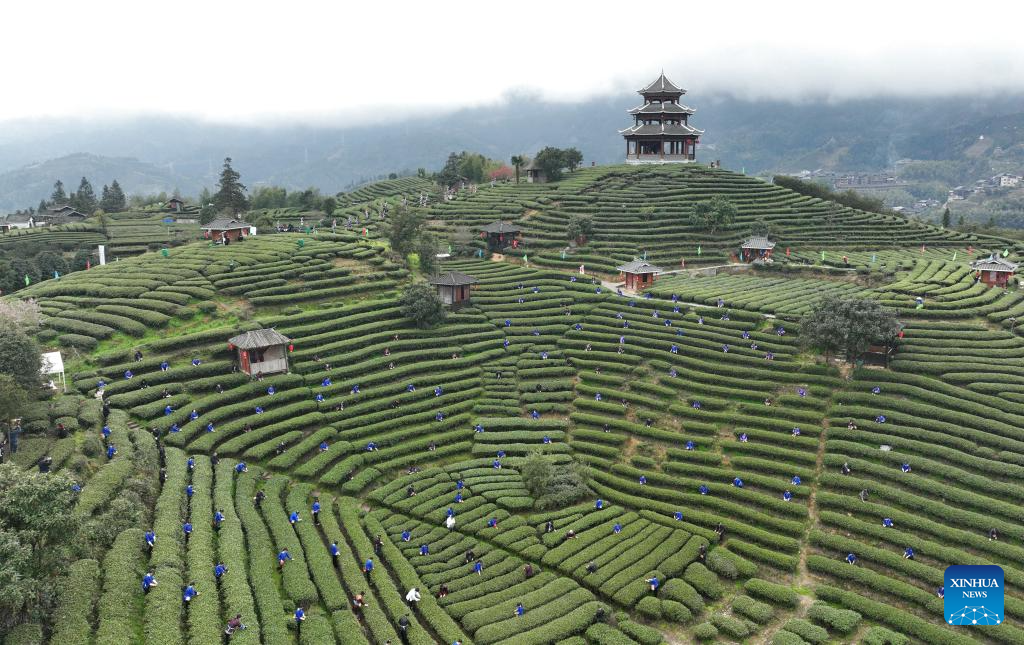 Event promoting tea culture kicks off in Guangxi, south China