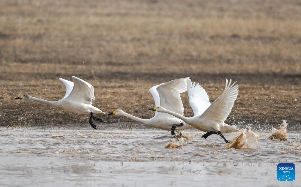 Migratory birds seen at wetland near Yellow River in N China's Inner Mongolia