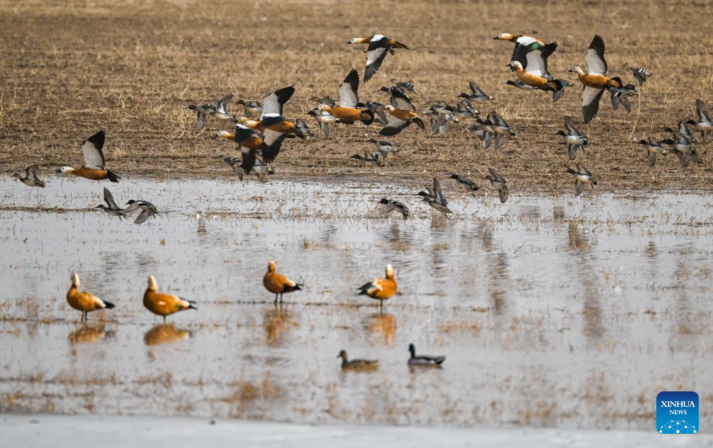 Migratory birds seen at wetland near Yellow River in N China's Inner Mongolia