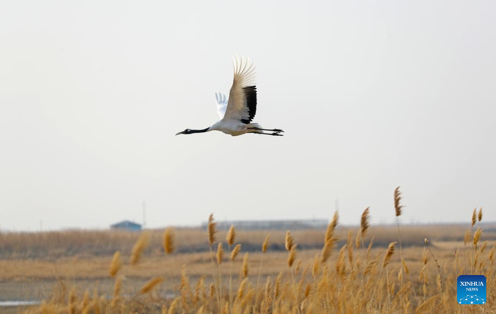 Pic story: breeder of red-crowned cranes in Panjin, NE China