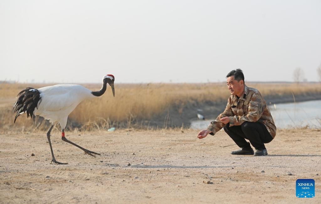 Pic story: breeder of red-crowned cranes in Panjin, NE China