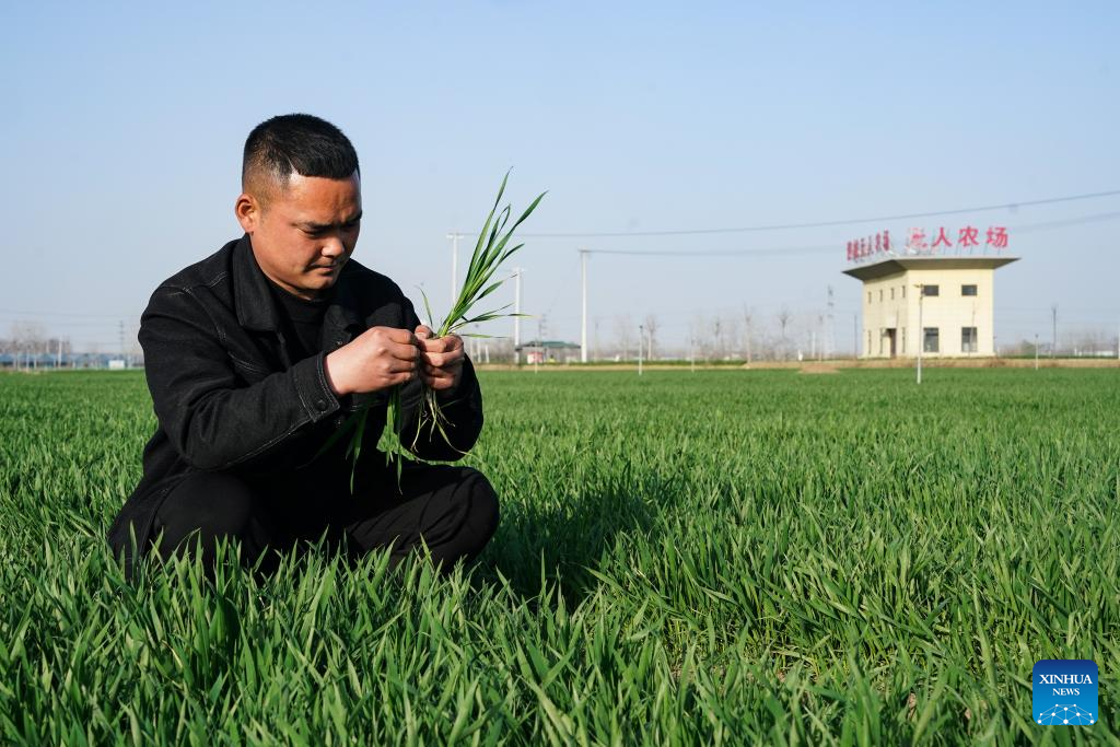 AI-powered smart farming system improves production efficiency in Anhui