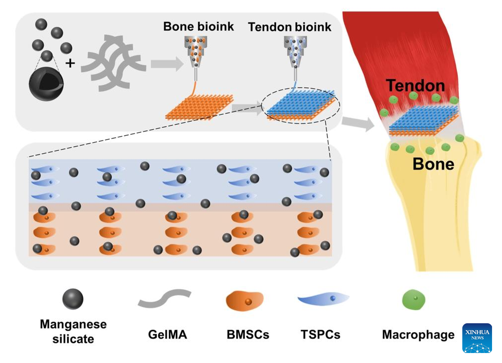 Chinese scientists develop new treatment for tendon-bone injuries