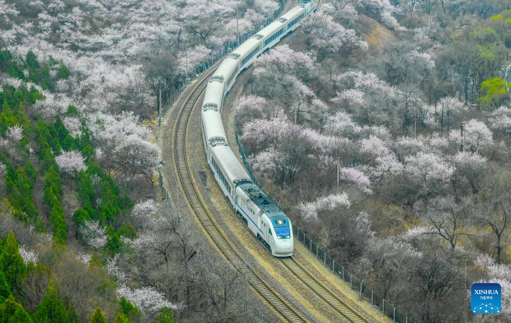 Train runs amid blooming flowers near Juyongguan section of Great Wall