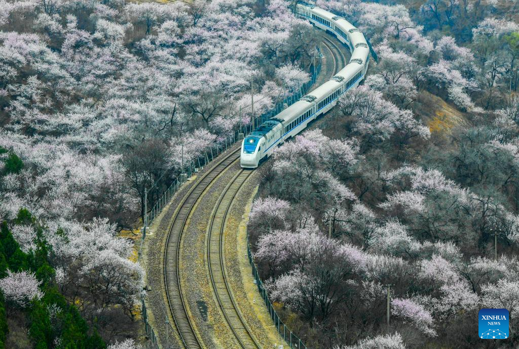 Train runs amid blooming flowers near Juyongguan section of Great Wall
