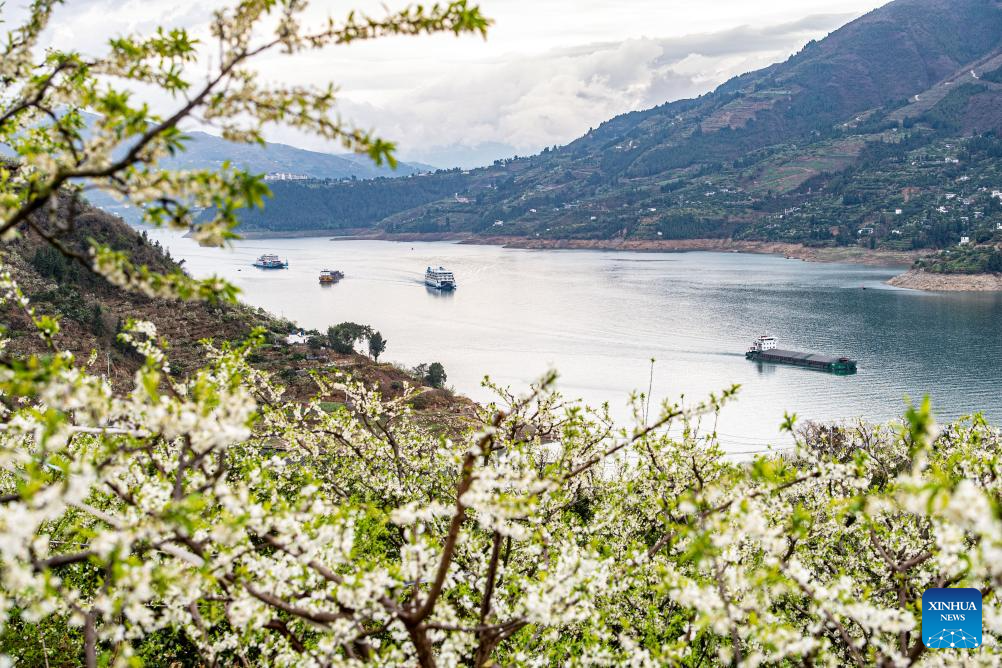 Plum trees in blossom on banks of Yangtze River in SW China's Chongqing