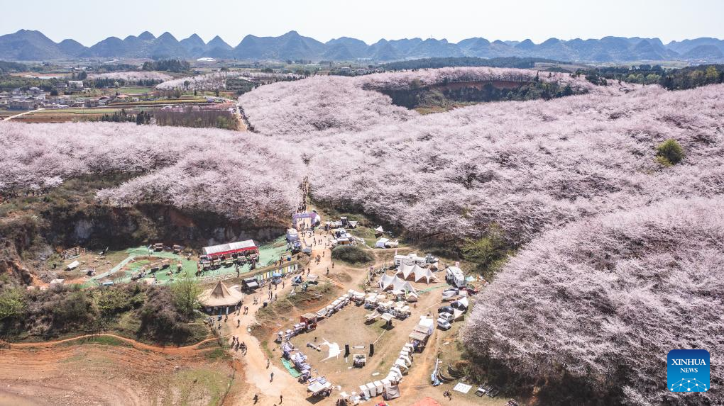 In pics: cherry blossoms in Guian New Area, SW China's Guizhou