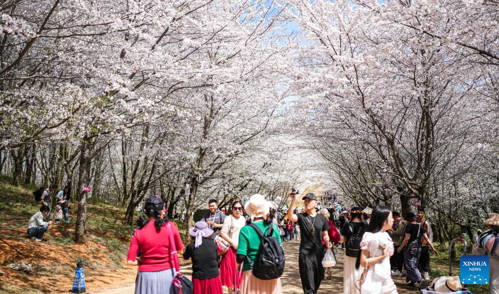 In pics: cherry blossoms in Guian New Area, SW China's Guizhou