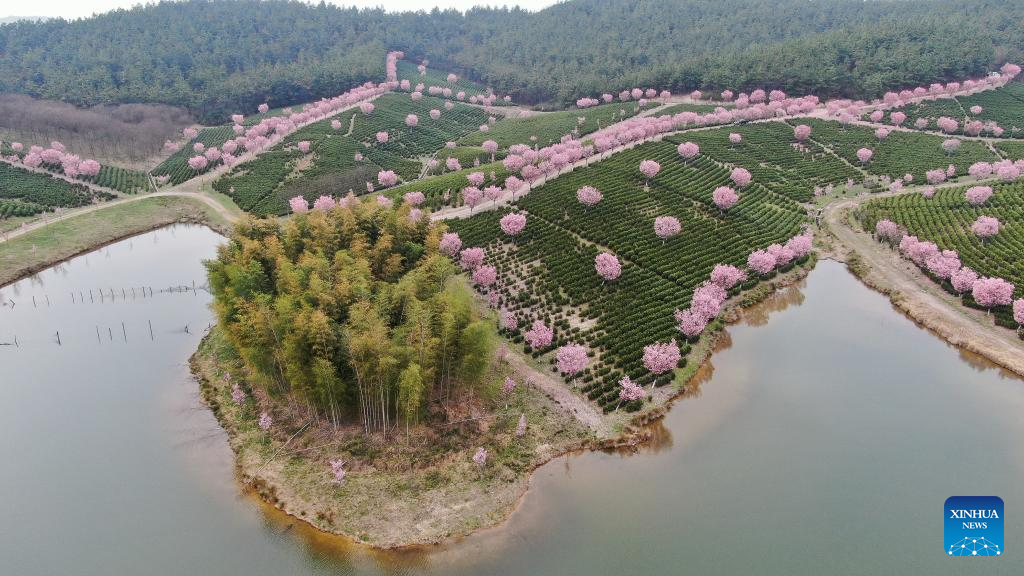 View of cherry blossoms at tea garden in E China's Jiangsu