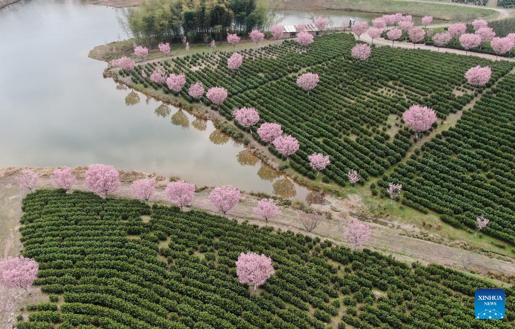 View of cherry blossoms at tea garden in E China's Jiangsu