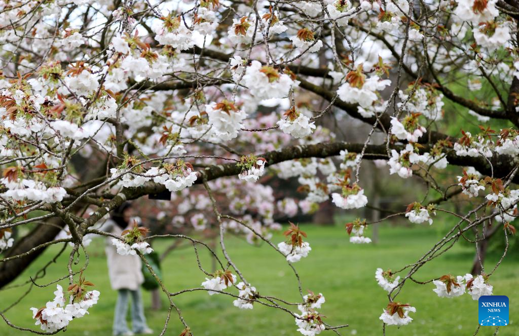 In pics: blooming flowers at Kew Gardens in London