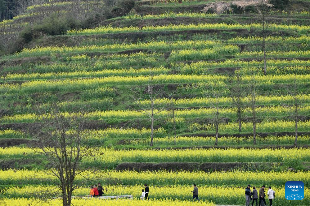 View of cole flower field in Anhui, E China
