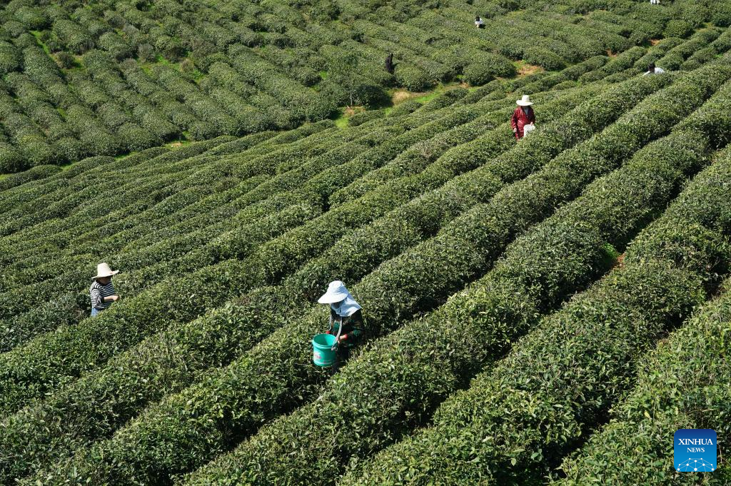 In pics: spring tea harvest in various parts of China