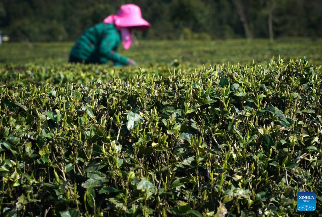 In pics: spring tea harvest in various parts of China