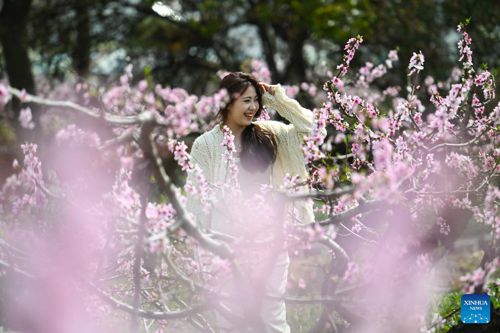 Scenery of peach blossoms in east China