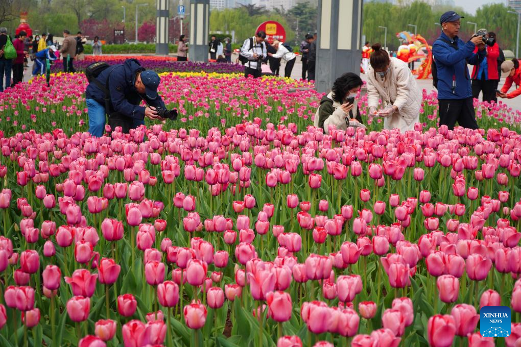 People enjoy blooming tulips in Jinan, east China's Shandong