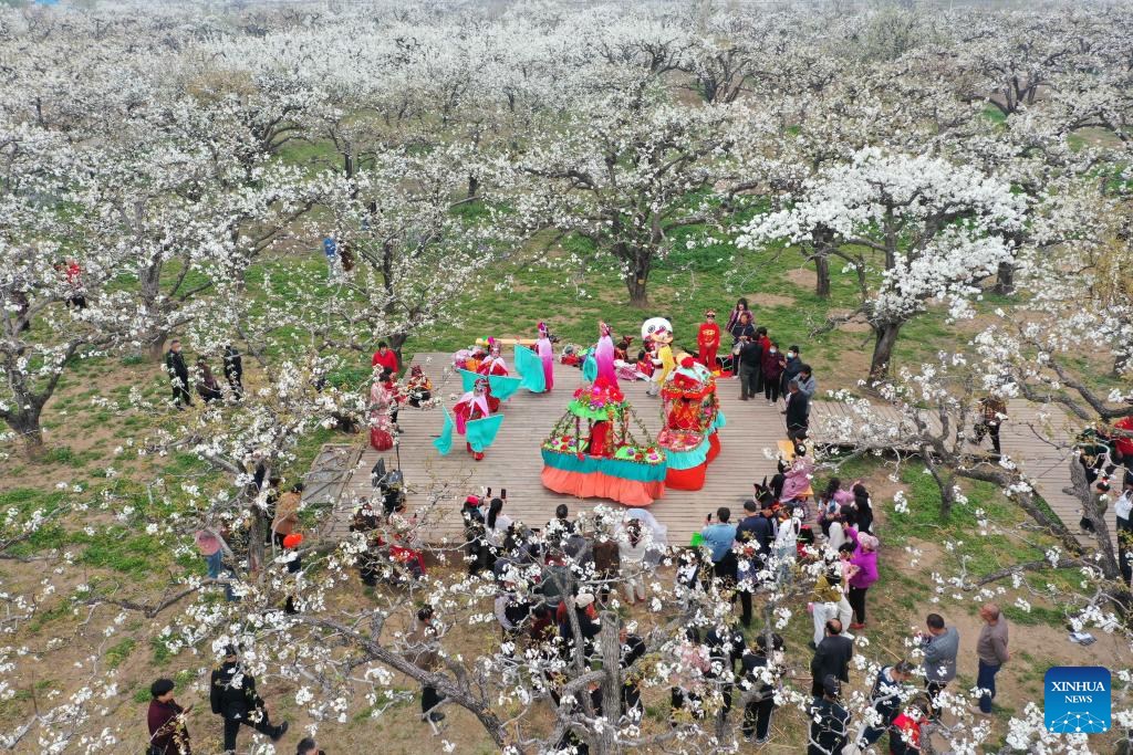 Tourists visit pear garden in Dangshan, E China's Anhui